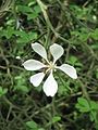 Citrus trifoliata flower