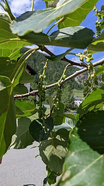 File:Populus × jackii.jpg