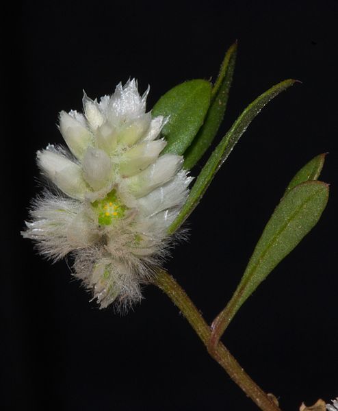 File:Ptilotus humilis.jpg