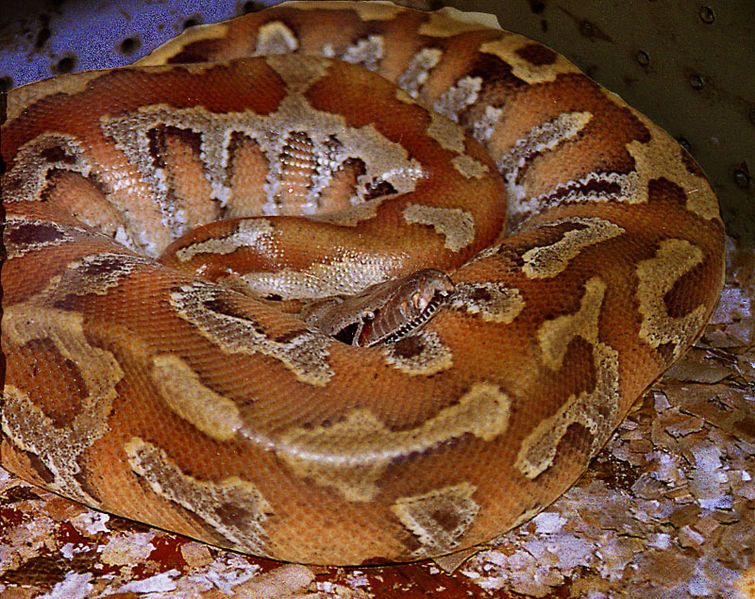 File:Python breitensteini (13106752324).jpg