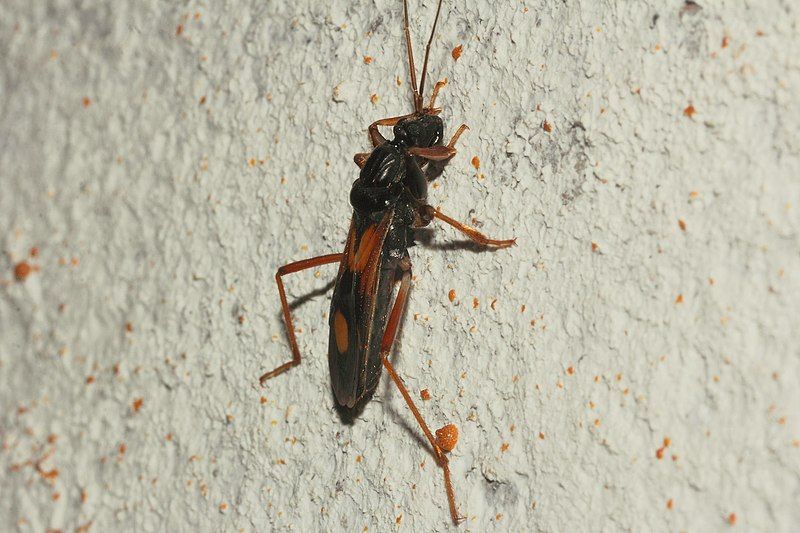 File:Rasahus biguttatus.jpg