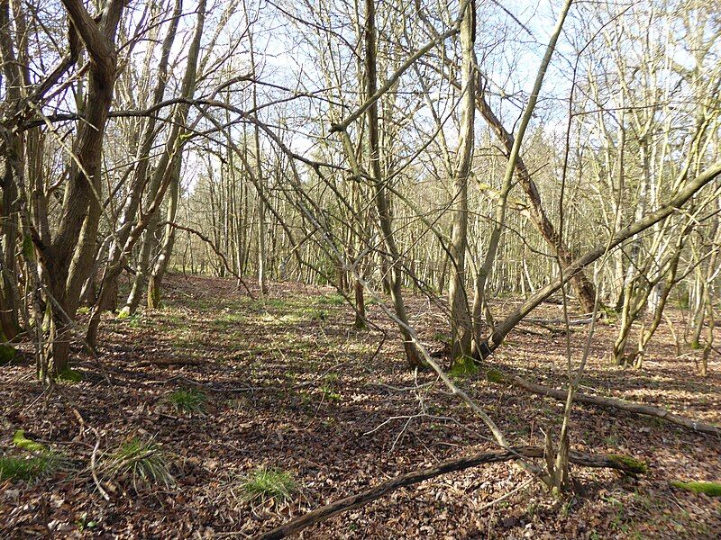 File:Redhill Wood (2).jpg