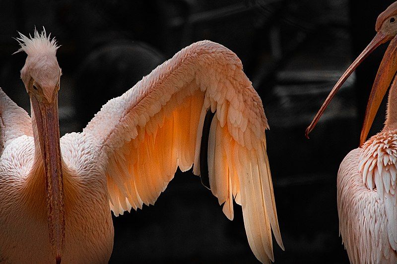 File:Rosy pelicans .jpg