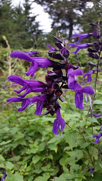 File:Salvia Guaranitica.jpg