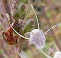 Salvia apiana