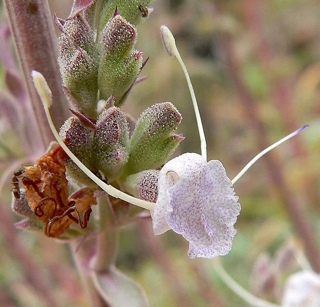 File:Salvia apiana 4.jpg