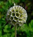 Scabiosa africana