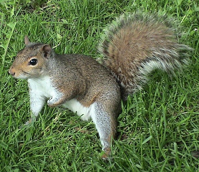 File:Sciurus carolinensis 2.jpg