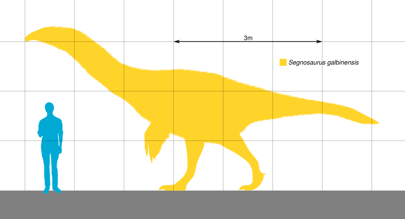 File:Segnosaurus Scale.svg