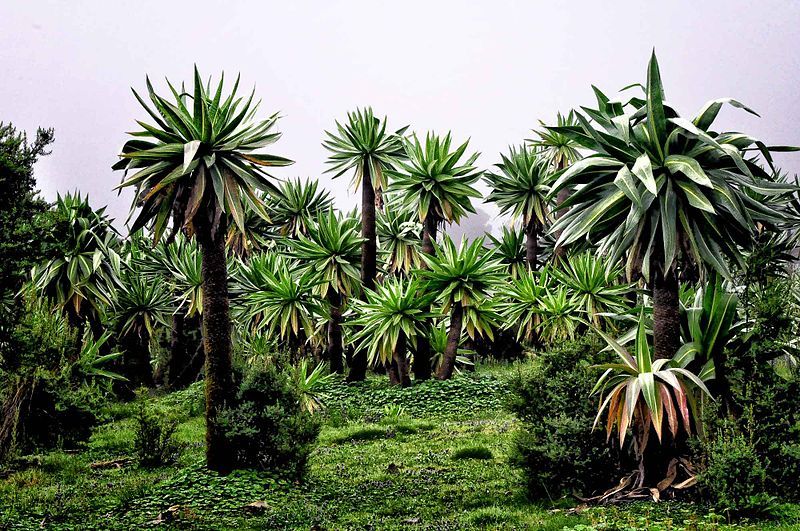 File:Simien Mtns (6175141520).jpg