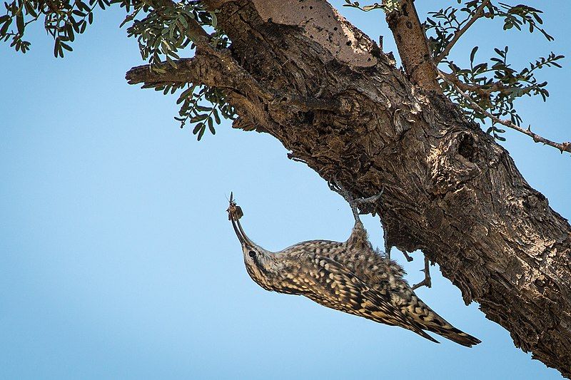 File:Spotted Creeper Feeding.jpg