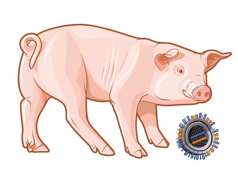 File:Swine virus.svg