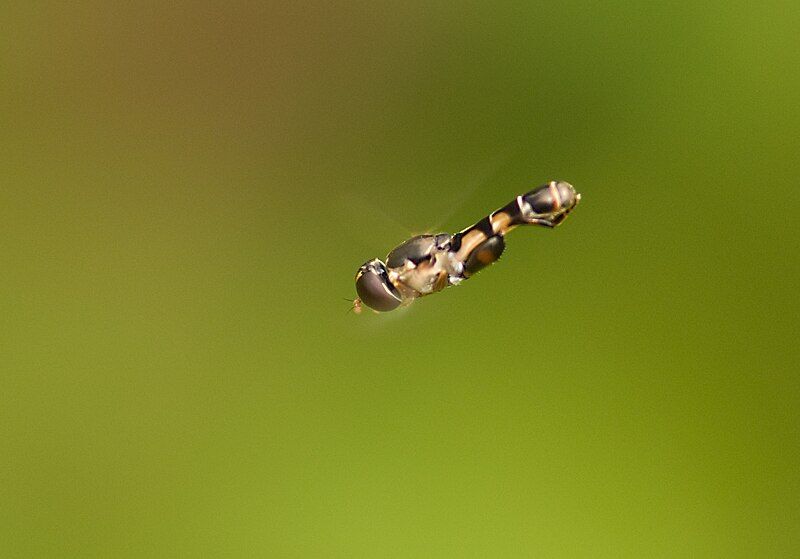 File:Syritta pipiens-pjt1.jpg