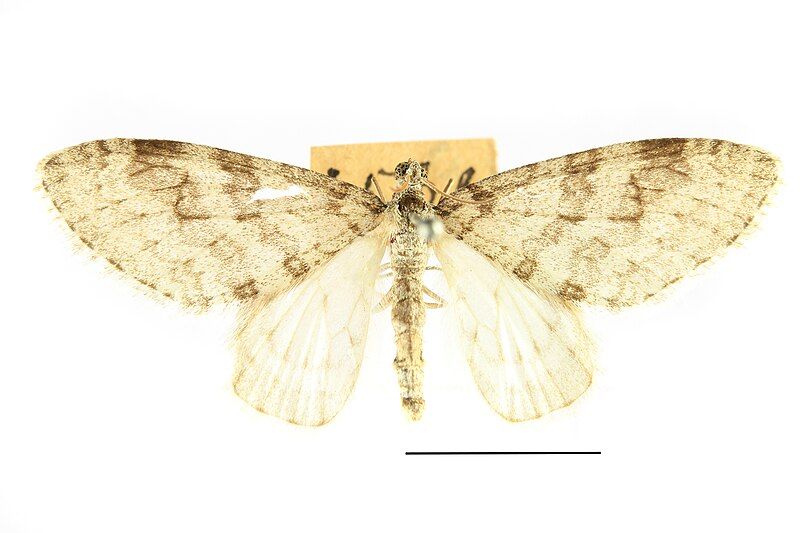 File:Trichopteryx carpinata SLU.JPG