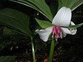 Trillium rugelii