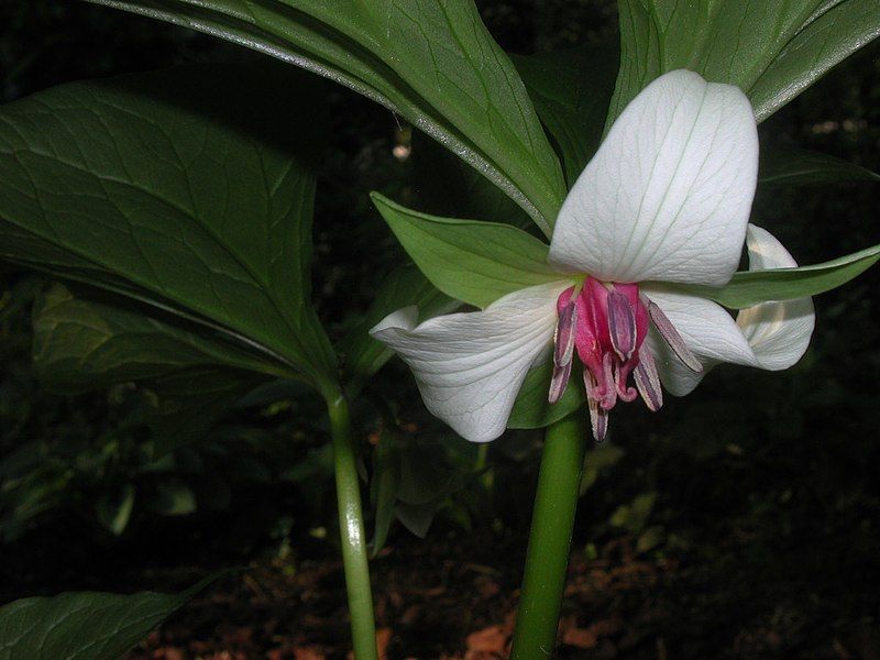 File:Trillium rugelli 3.jpg