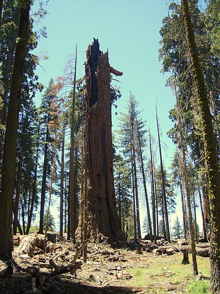 File:Washington Tree 2007.jpg