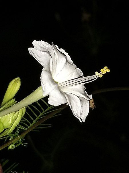 File:White Mirabilis flower.jpg