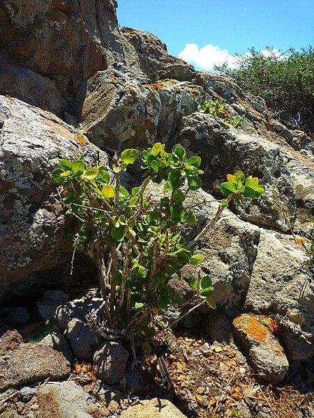 File:Withania frutescens80652.jpg