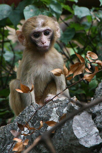 File:Young Rhesus Macaque.jpg