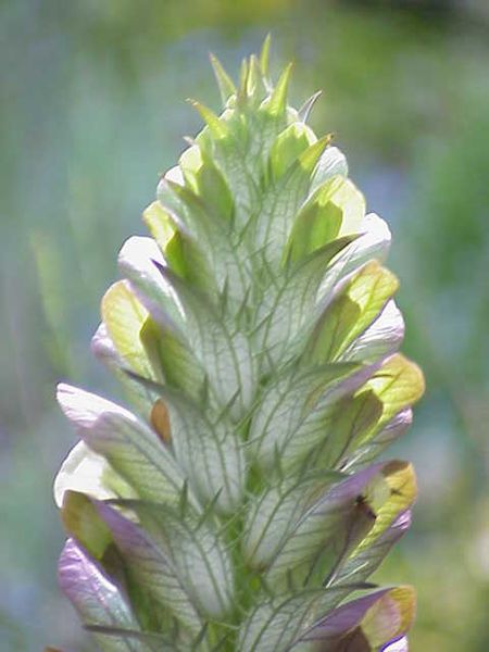 File:Acanthus balcanicus0.jpg