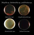 Agar plate