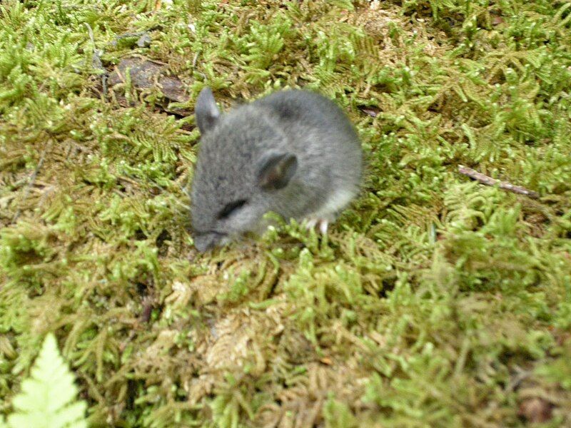 File:American Pygmy Shreww.jpg