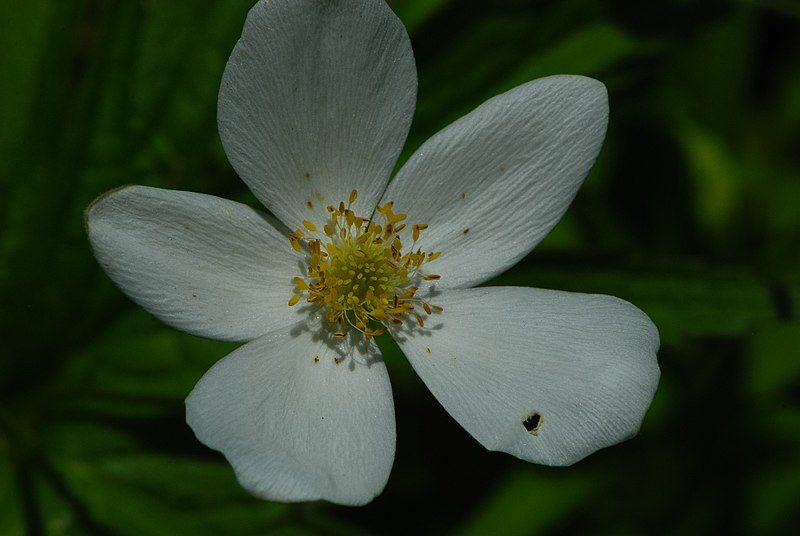 File:Anemone canadensis closeup.jpg