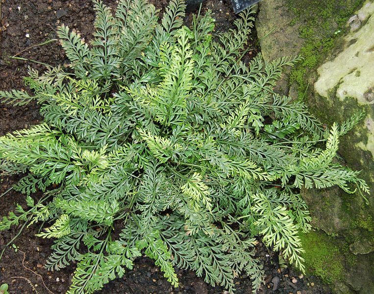 File:Asplenium bulbiferum (2944494936).jpg