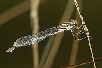 Slender Ringtail damselfly