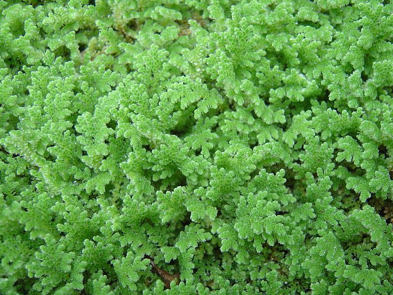 File:Azolla filiculoides MUN.jpg