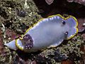 The mantle of the nudibranch Felimida purpurea has a marginal line of orange-yellow colour.