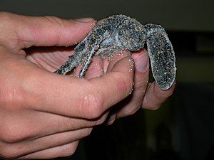 Hatchling