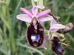 Ophrys bertolonii