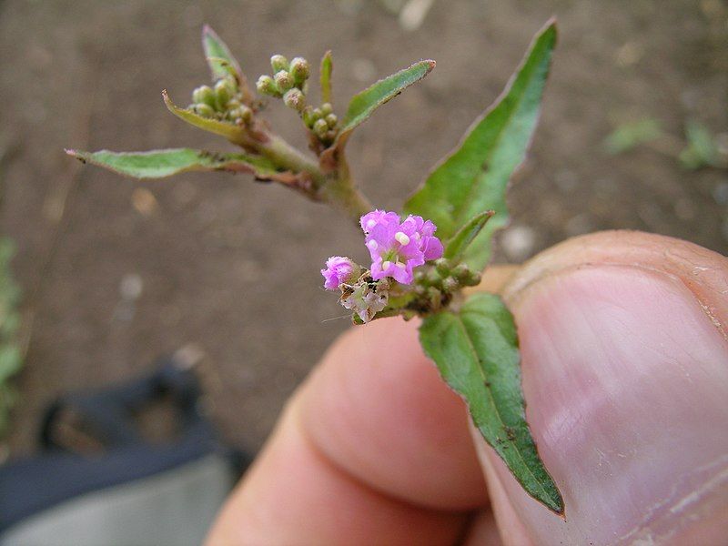 File:Boerhavia dominii 1.jpg