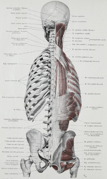 File:Braus 1921 59.png