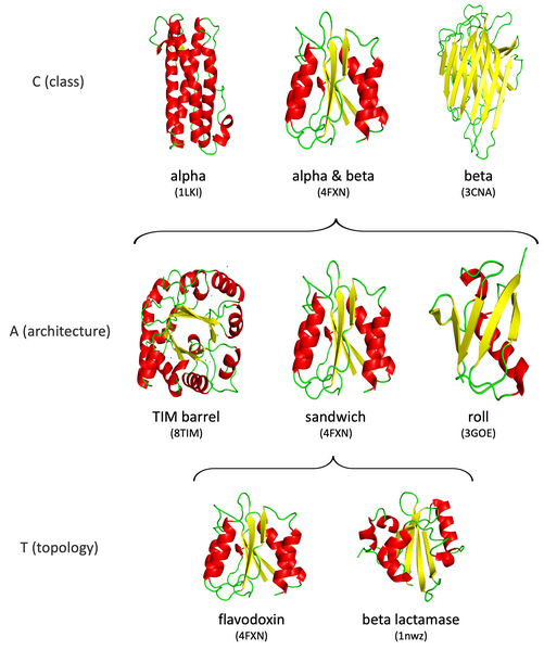 File:CATH hierarchy.png