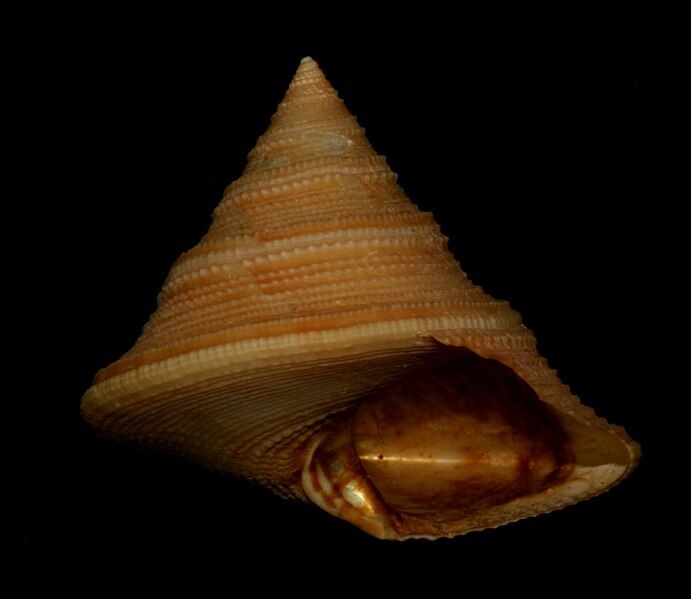 File:Calliostoma iridescens 2.jpg