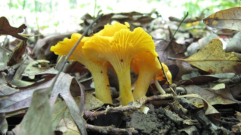 File:Cantharellus flavus.jpg