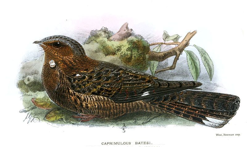 File:CaprimulgusBatesiKeulemans.jpg