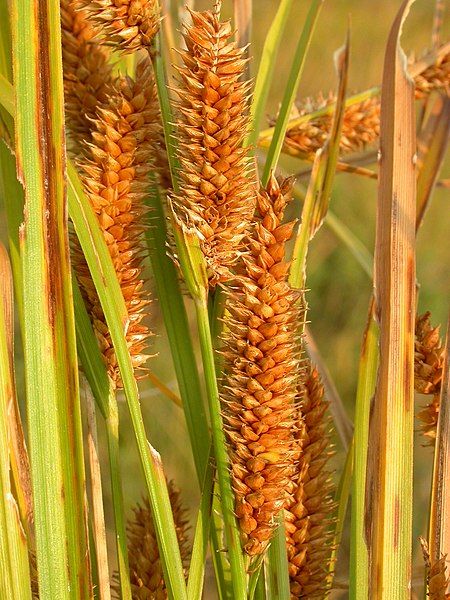 File:Carex utriculata.jpg