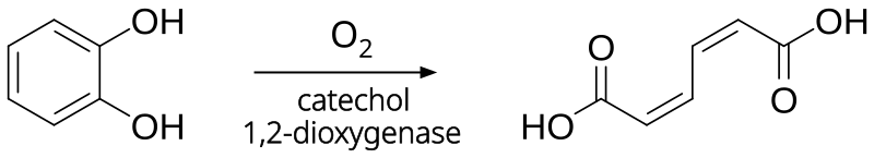 File:Catechol dioxygenase reaction.svg