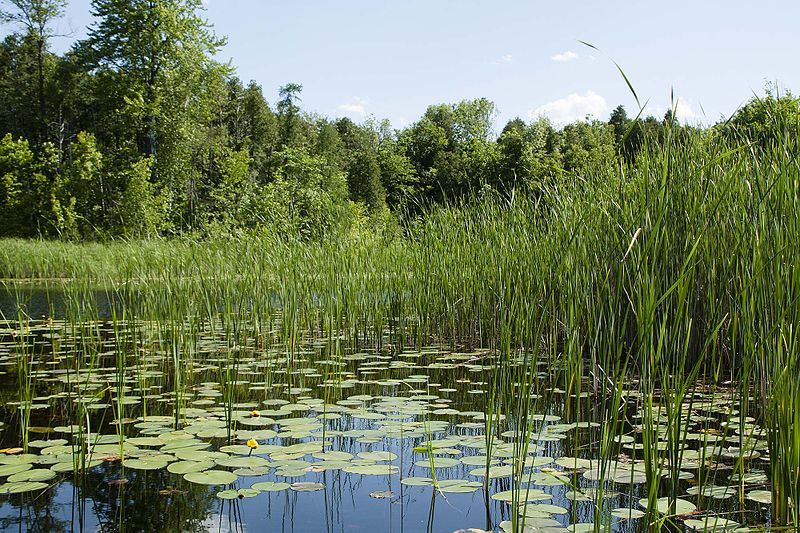 File:Ced-Bog lake June2013.jpg