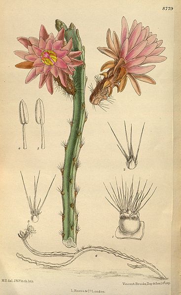 File:Cereus tunilla 144-8779.jpg