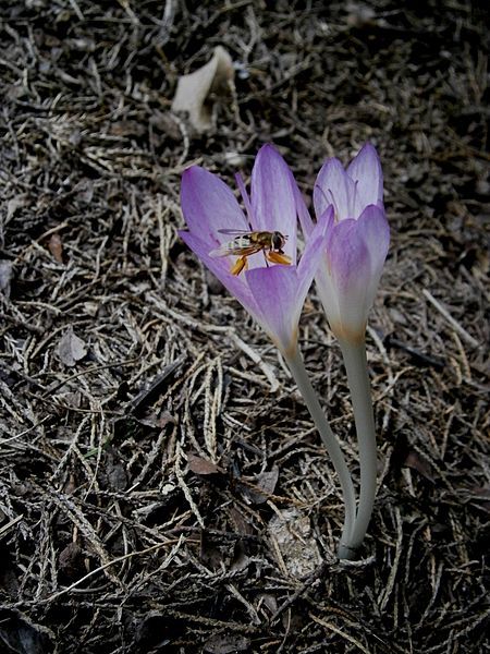 File:Colchicum cilicicum 1.jpg