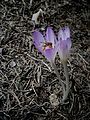 Colchicum cilicicum 'Purpureum'