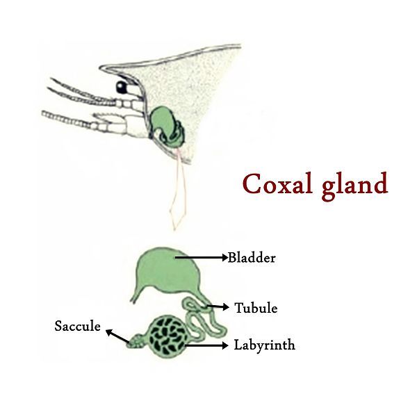 File:Coxal-gland.jpg