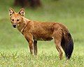 Indian wild dog (Cuon alpinus)