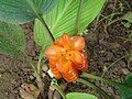 Curcuma roscoeana