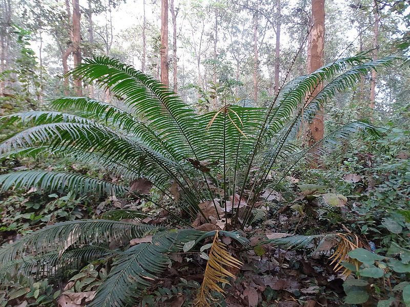 File:Cycas circinalis112.jpg